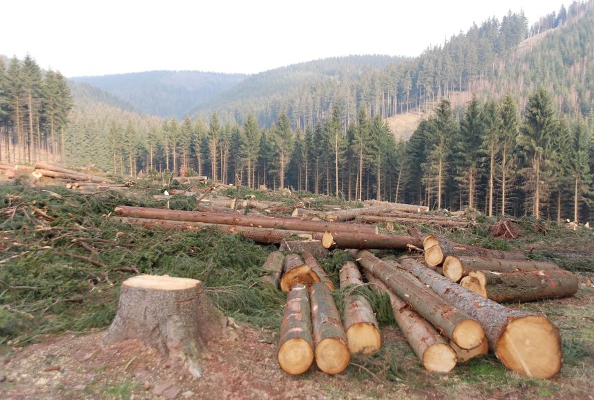 Picture of deforestation with trees being cut down from a forest