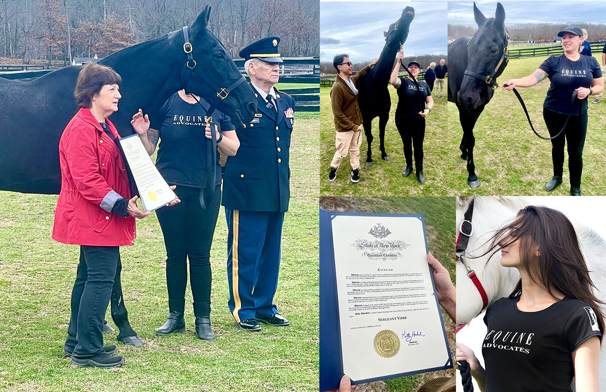 HORSES ARE VETERANS, TOO!